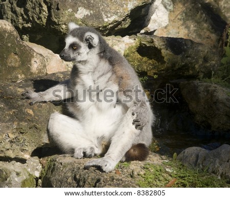 Ring Tailed Lemur (Lemur Catta) - landscape orientation