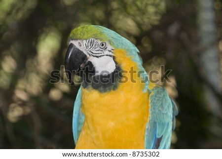 Blue and Yellow Macaw (Ara ararauna) - landscape orientation