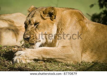 Close up of Lioness (Panthera leo) - landscape orientation