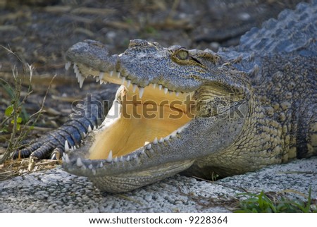 Closeup of Alligator (alligator mississippiensis) - landscape orientation