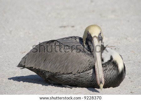 Brown Pelican (Pelecanus occidentalis) - landscape orientation