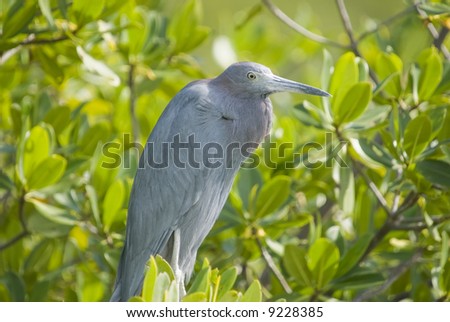 Little Blue Heron (Egretta caerulea) - landscape orientation