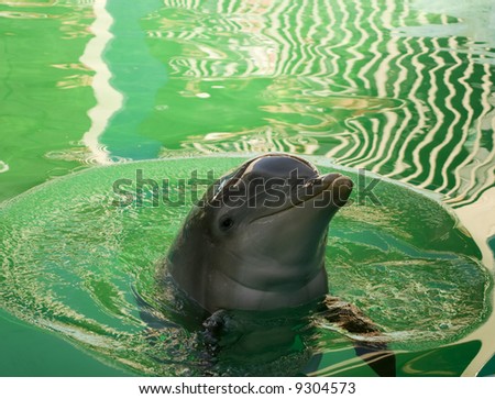 Bottlenose Dolphin (tursiops truncatus) - landscape orientation