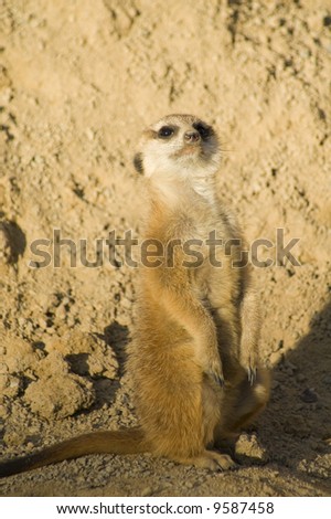 Meerkat (suricata suricatta) - portrait orientation