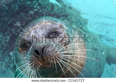 Rescued Grey Seal Pup (Halichoerus grypus) - shallow DOF - focus on eyes