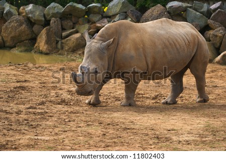 White rhinoceros (Ceratotherium simum) - landscape orientation