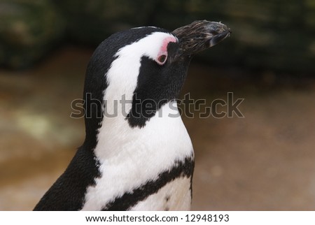 African Penguin (Spheniscus demersus) - landscape orientation,