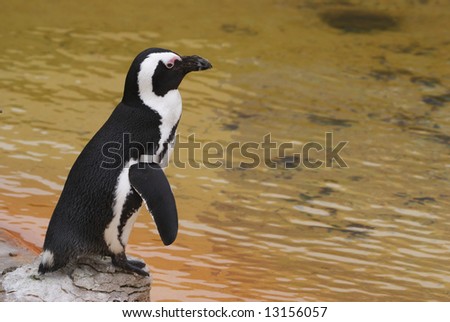 African Penguin (Spheniscus demersus) - landscape orientation,