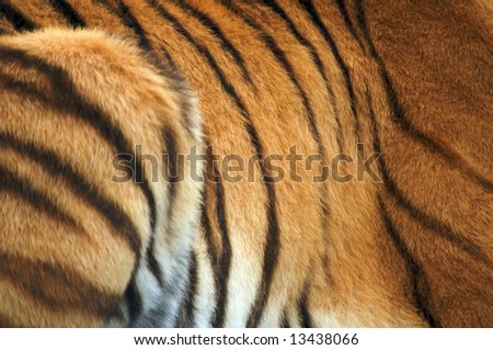Close up of Amur Tiger skin (Panthera tigris altaica)