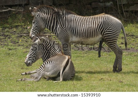 damara zebra