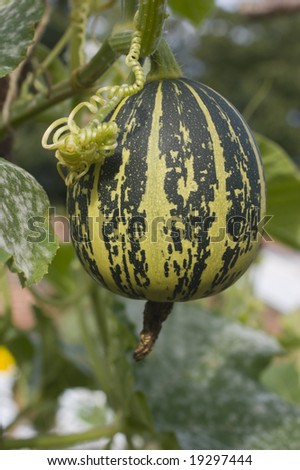 english gourd