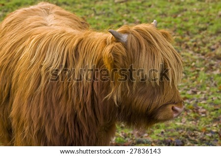 Highland Cow or Kyloe in the highlands of Scotland