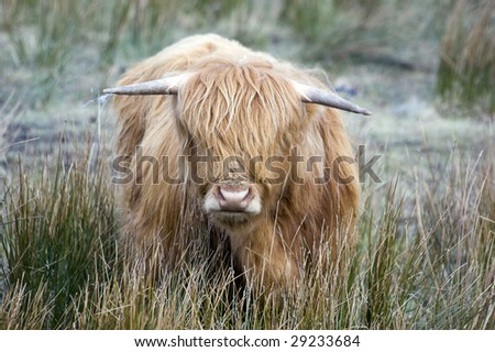 Highland Cow or Kyloe in the highlands of Scotland