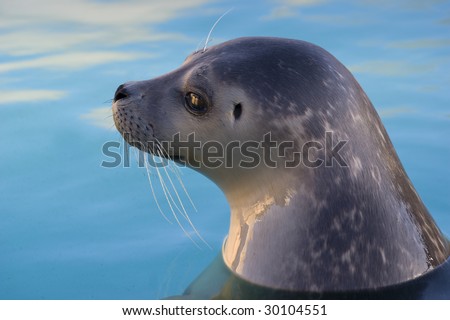 Rescued Harbour Seal or common seal (Phoca Vitulina)