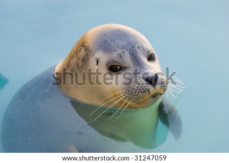 Rescued Harbour Seal or common seal (Phoca Vitulina)