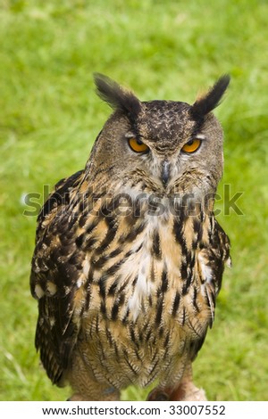Close up of a Eurasian Eagle Owl (Bubo bubo)