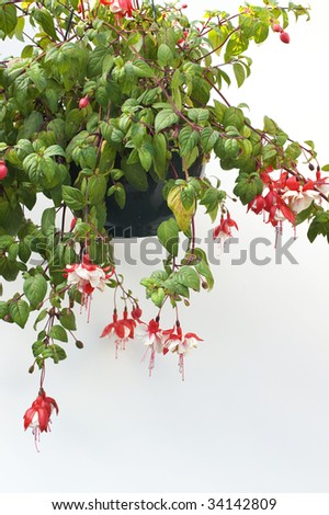 Hanging basket of red and white Fuchsia plant