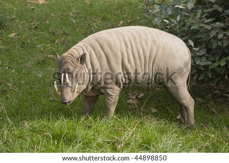 Buru Babirusa