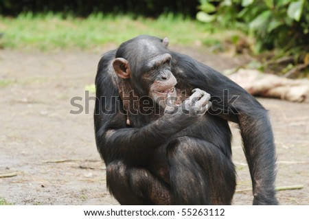 Close up of a Chimpanzee (pan troglodytes)