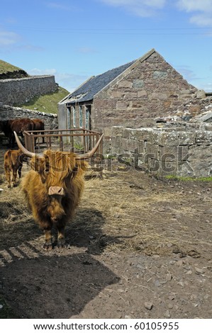 Highland Cow or Kyloe in the Highlands Scotland