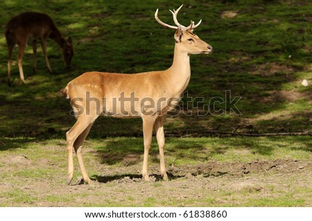 Thamin Deer