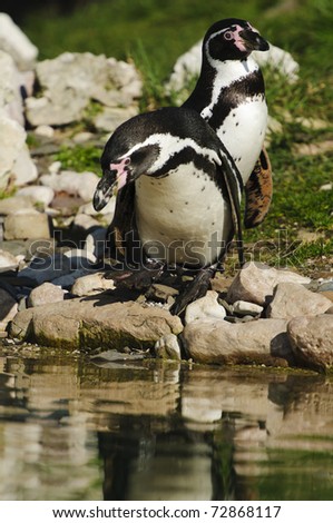 Closeup of a Humboldt Penguin (Spheniscus humboldti) preparing to jump into water