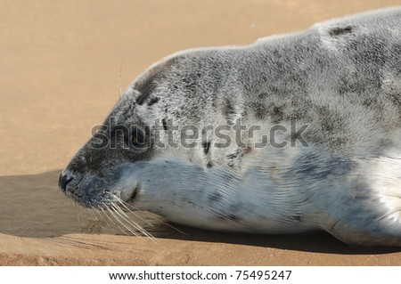 Rescued Harbour Seal or Common Seal (Phoca Vitulina)
