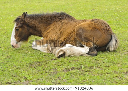 Shire Horse Foal in field in Peak District National Park Derbyshire England