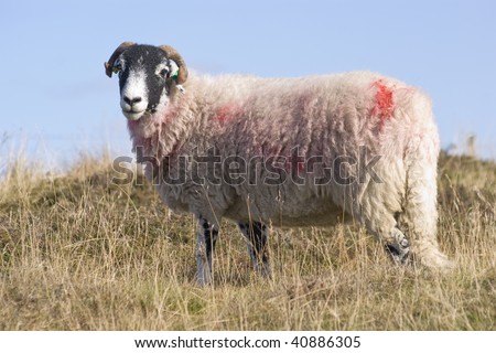 stock photo   male sheep in
