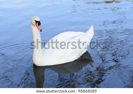 Closeup of a Mute Swan (Cygnus olor) swimming in river