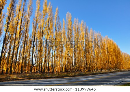 yellow colored autumn tree line