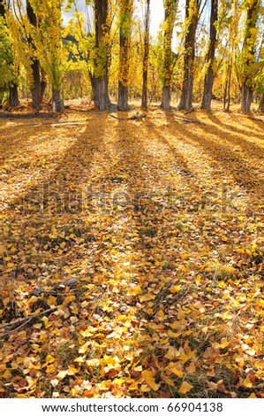 Fallen leaves/Beautiful yellow, shadow & fallen leaves.