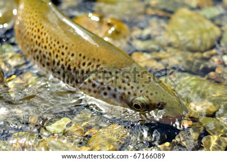 fly fishing  brown