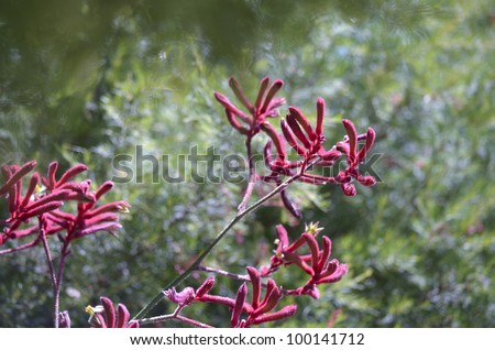 the kangaroo paw is a red flower in the shape of a kangaroo's paw