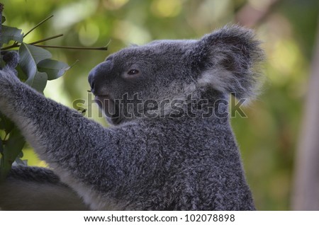 this koala is eating a eucalyptus leaf