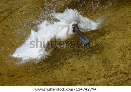the royal spoonbill is displaying his head feathers looking for a mate