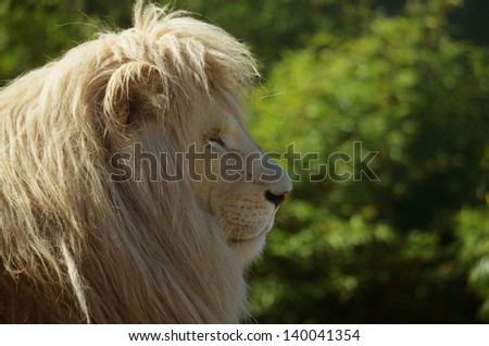 this is a close up of a male lion in profile