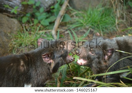 the two tasmanian devils are having a fight