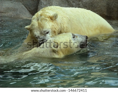 the polar bears are fighting in the water