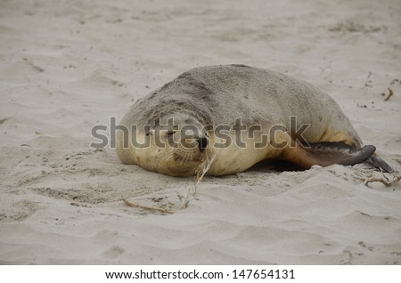 the sea lion is resting on the sand at seal bay