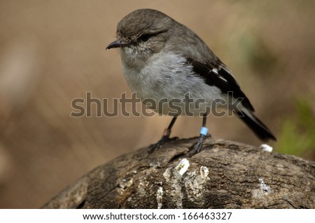 this is a female hooded robin sitting on a log
