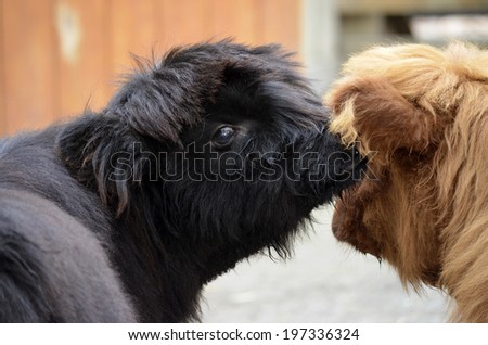 two highland cattle looks like they are saying, whisper into my ear and I will follow you anywhere