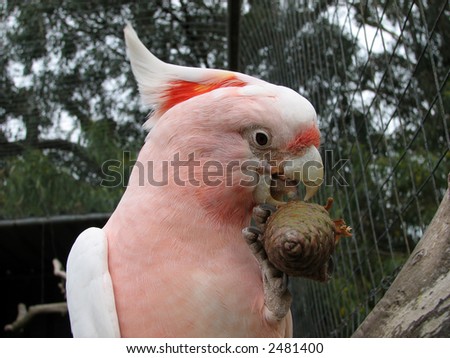 Pink Cockatoo