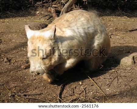 Albino Wombat