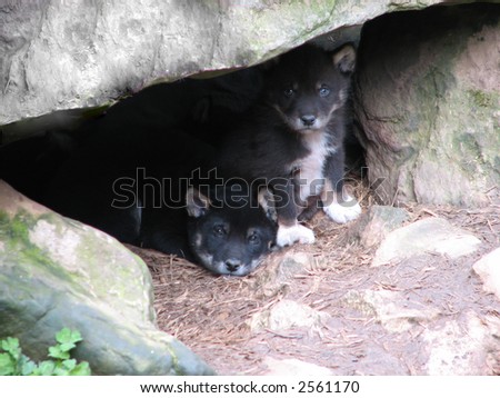 Black Dingo