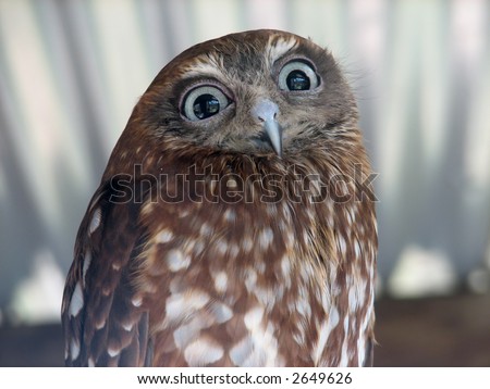 wide eyed owl