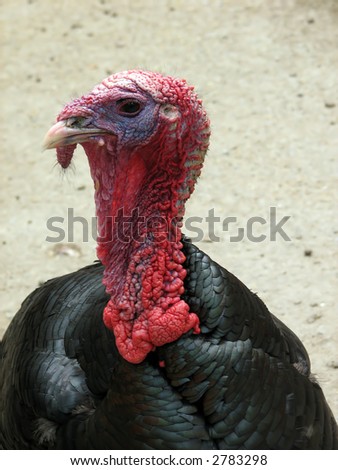 close up of a turkey