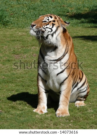tiger sitting pretty
