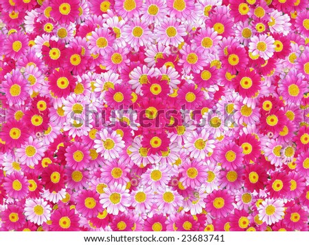 pink flowers background. stock photo : pink flower