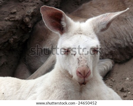 Albino In Sun